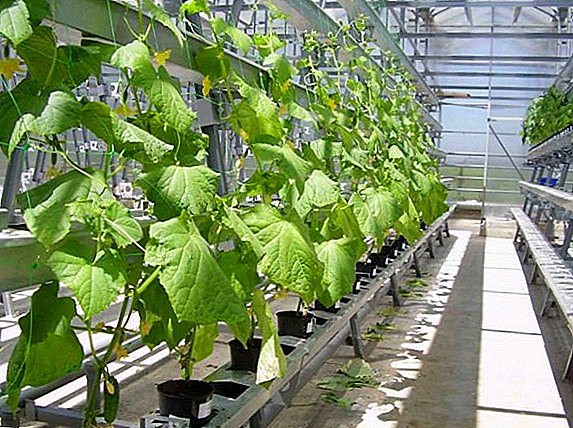 Como obter un bo cultivo de pepinos, cultivo con hidroponia