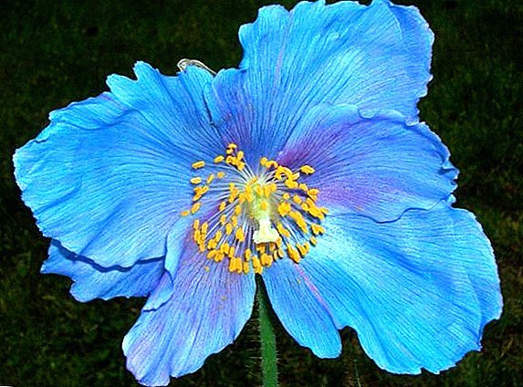Si të mbillni dhe të rriteni një mekonopsis me lule blu në shtëpi