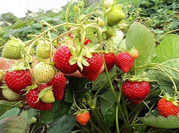 Paano magtanim at palaguin ang mga strawberry varieties na "Capri"