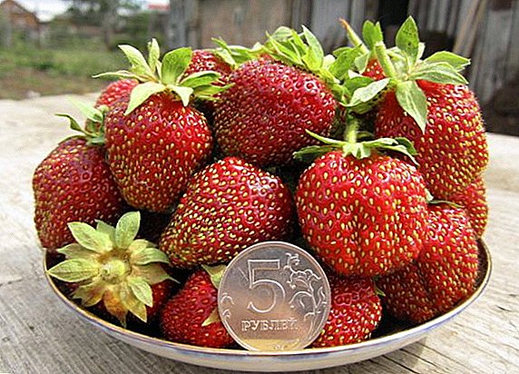 Olee otú esi akụ na-eto eto strawberries iche "Marshka"