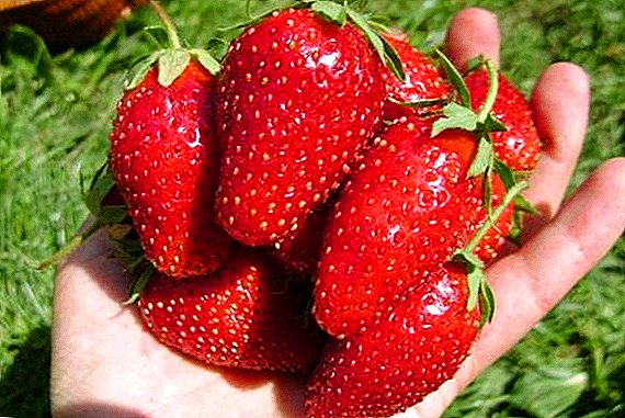 Sida loo abuuro oo u koraan strawberries - noocyada strawberries "Marvelous"
