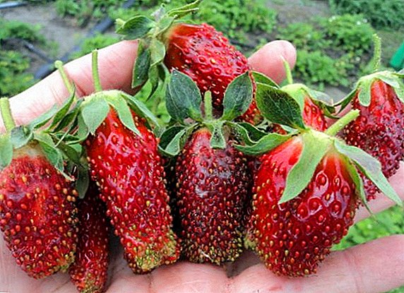 Carane kanggo tetanduran lan tuwuh strawberries, strawberries varieties "Merchant"