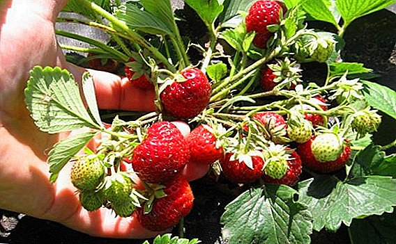 តើធ្វើដូចម្តេចដើម្បីដាំនិងរីកលូតលាស់ strawberries - ពូជ strawberry "Pandora"