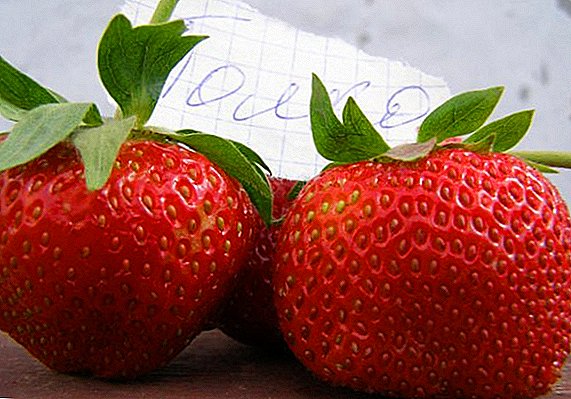 Çawa cûreyên strawberries-strawberries çawa bikin "Shelf"