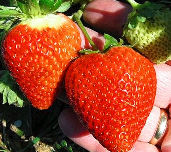 Yuav ua li cas cog thiab loj hlob strawberries-strawberries ntau "San Andreas"