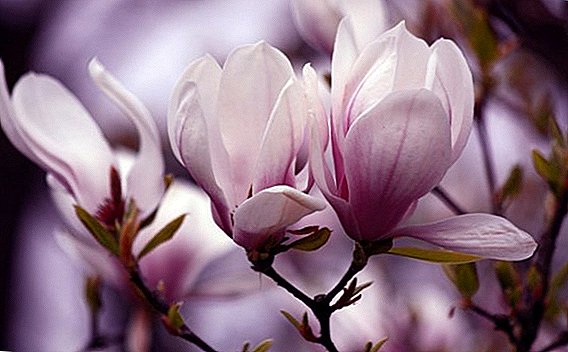 Kiel planti kaj kreskigi Magnolia Sulanzha sur via retejo