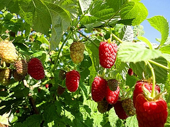 Cara kanggo tetanduran lan tuwuh raspberries varieties "Cascade Delight"
