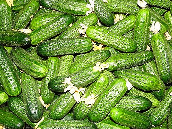 "Berendey" cucumbers रोपणे आणि वाढू कसे