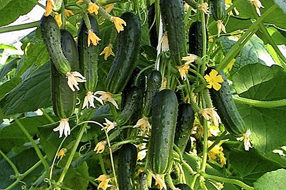 Hoe om komkommers te plant en te groei "Boeket"