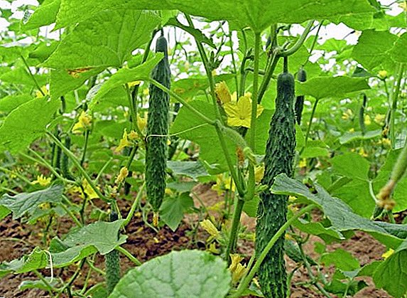 Cara tanduran lan tuwuh cucumbers "Ajaib Cina"