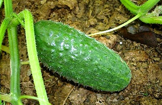 Ahoana no hambolena sy hanombo cucumbers "Liliput"