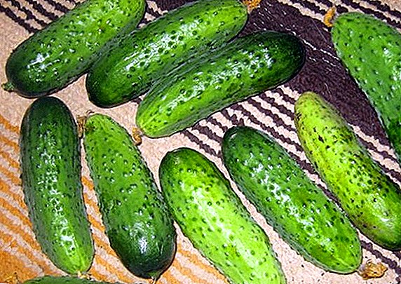 Cara kanggo tetanduran lan tuwuh cucumbers