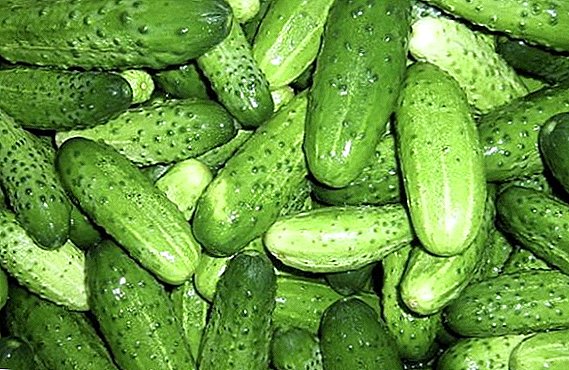 Hoe om komkommers te plant en te groei "Mamenkin gunsteling"