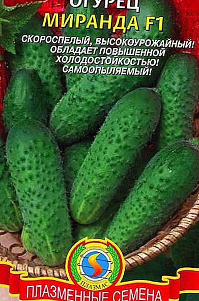 Ut crescere cucumeres, et plantabis in «Miranda"