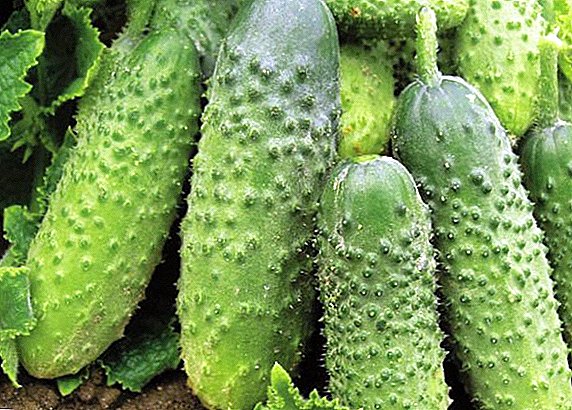 តើធ្វើដូចម្តេចដើម្បីដាំនិងដុះលូតលាស់ cucumbers "Murashka"