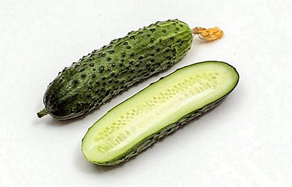 Conas cucumbers a fhás agus a fhás "Paratunka"