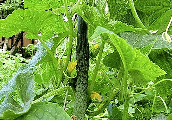 "चीनी रोग प्रतिरोधक" रोपे आणि cucumbers वाण कसे वाढू