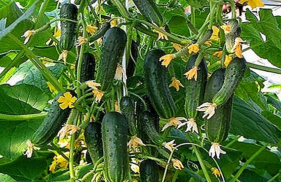 Hoe om komkommers te plant en te groei "Almal om jaloers te wees"