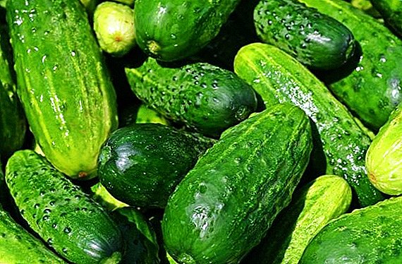 Bawo ni lati gbin ati dagba cucumbers "pickled"