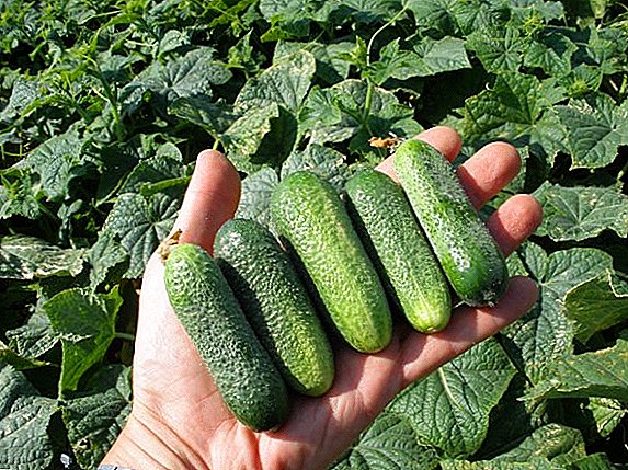 Olee otú akụ na-eto cucumbers "Green Stream"