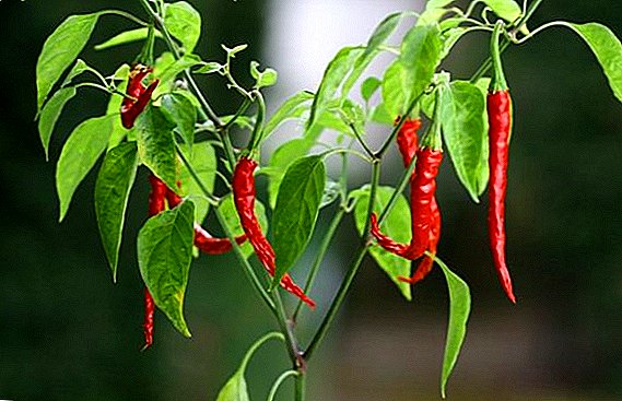 Hoe om chili pepers te plant en te groei