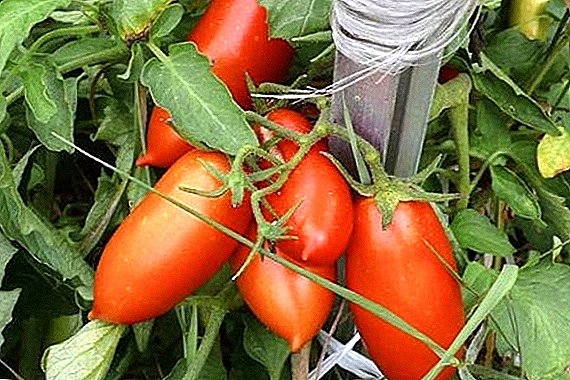 Kako saditi i uzgajati paradajz "Ladies Man"  t