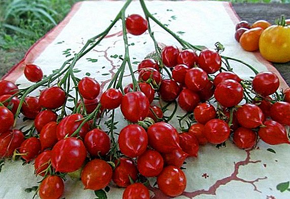 Nola landatu eta hazten tomatea "Geranium Kiss"
