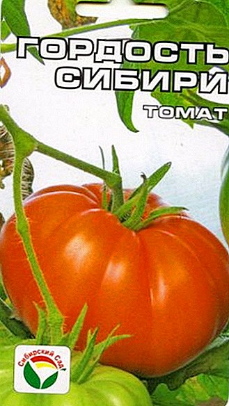 Wéi Planz a Tomaten wuessen "Stolz vun Sibirien"