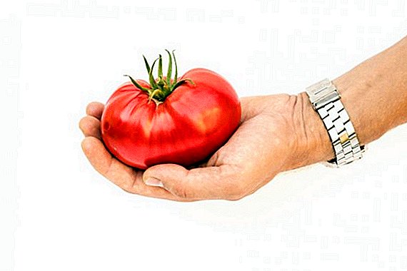 Kako saditi i uzgajati paradajz Pride feštu