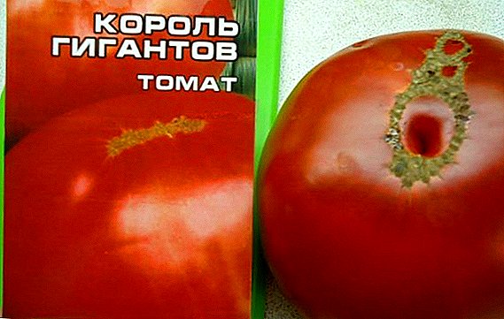 Cara kanggo tuwuh lan tuwuh tomat "Raja Raksasa"