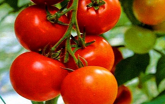 Si të mbillni dhe të rriteni domate "Kostroma"