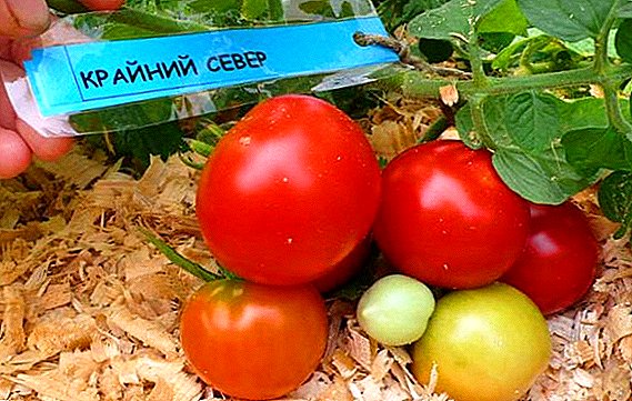 Cara kanggo tetanduran lan tuwuh tomat "Tebih Lor"