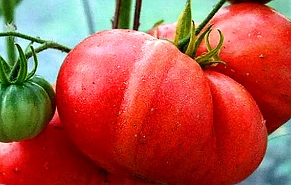Nola landatu eta hazten tomatea "Leningrad erraldoia"