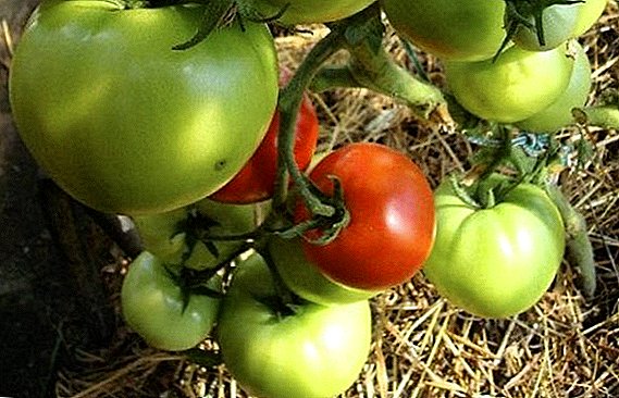 Otu esi akụ na-eto tomato