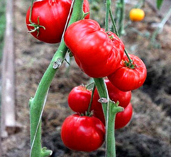 Kako posaditi i rasti paradajz "Majčina ljubav"  t