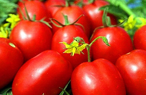 Ki jan yo plante ak grandi tomat "Marusya"