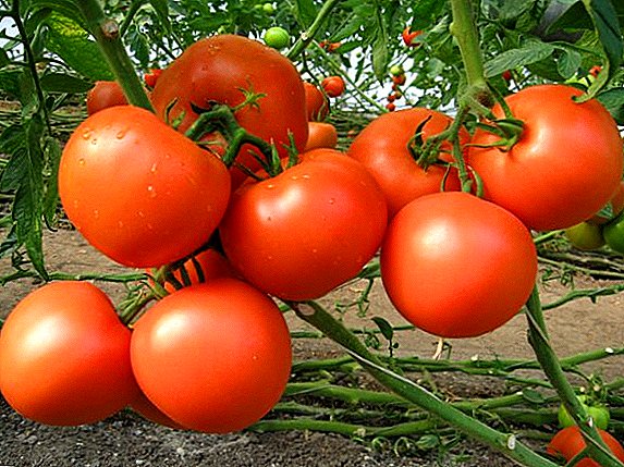 Qanday qilib pomidorni ekish va etishtirish uchun "qor tozasi"