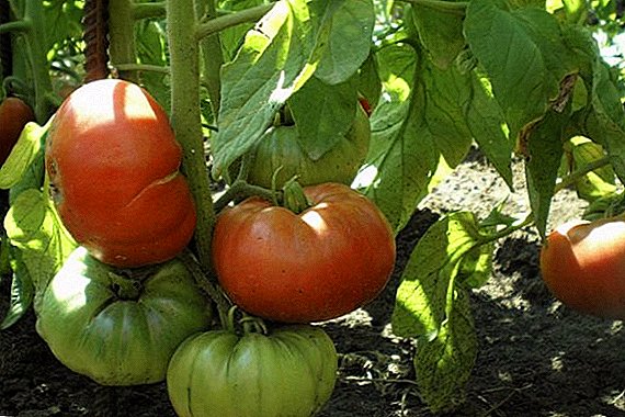 "Erta sevgi" pomidorini ekish va etishtirish uchun