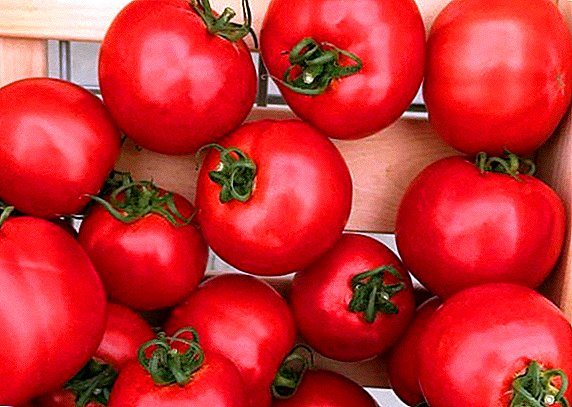 Olee otú esi akụ na-eto tomato "Sultan"