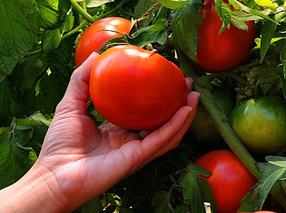 Како да се засади и да расте домат "Тајмир"