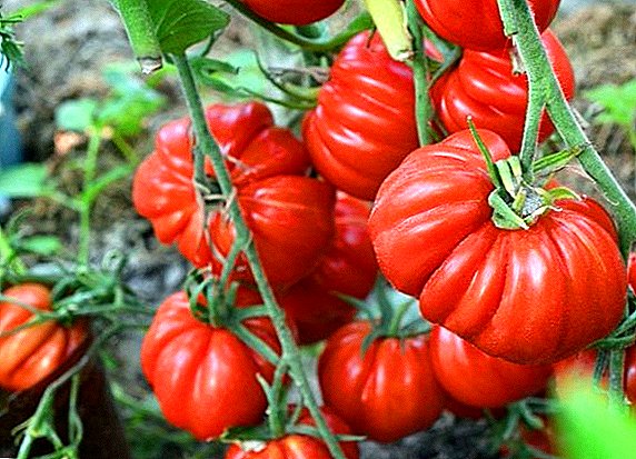 Ki jan yo plante ak grandi tomat "Tlakolula de Matamoros"
