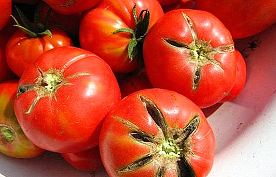 Sut i blannu a thyfu tomato "Red Leader"