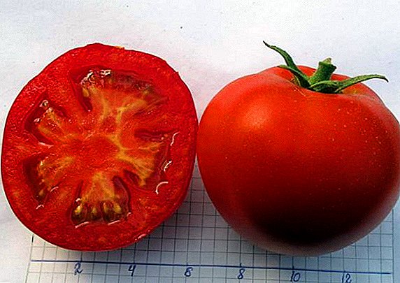 Ki jan yo plante ak grandi tomat "tricheur"
