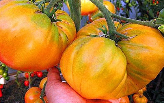 Cara kanggo tuwuh lan tuwuh tomat "Raksasa kuning"