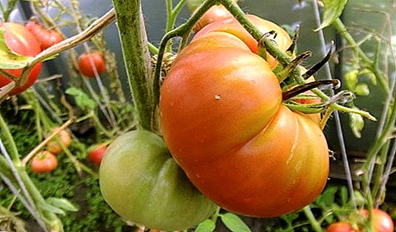 Wéi et Planz Tomate "Zimarevsky Ries"