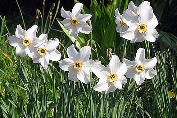 ကျဆုံးခြင်းအတွက် daffodils စိုက်ပျိုးဖို့ဘယ်လိုနေသလဲ?