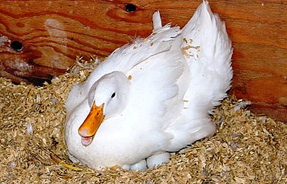 Como plantar un pato para incubar ovos