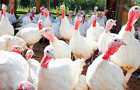 Türkiyə yumurta istehsalını necə artırmaq olar?