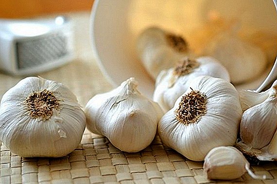 Conas garlic a stóráil sa gheimhreadh