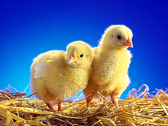 زندگی کے پہلے دنوں میں مرغوں کو کیسے کھانا کھلانا ہے